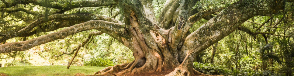 Image of tree branches for client article