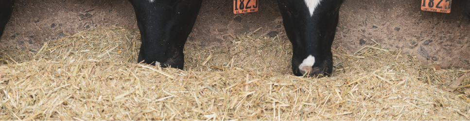 Image of Cows eating for animal nutrition deal header iamge