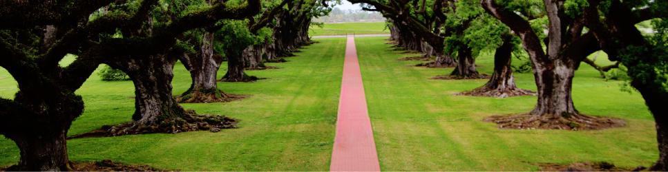 Image of a plantation for header image of compliance with modern slavery act article