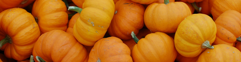 Image of Pumpkins for October Employment Law update header
