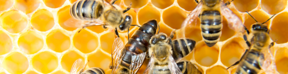 Worker bees on a honeycomb