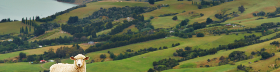 Landscape image of Hills with a sheep for ehader image