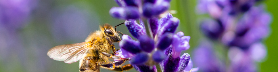 Worker bee on a flower for header image