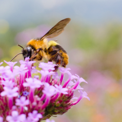 Worker bee on wildflower for article header