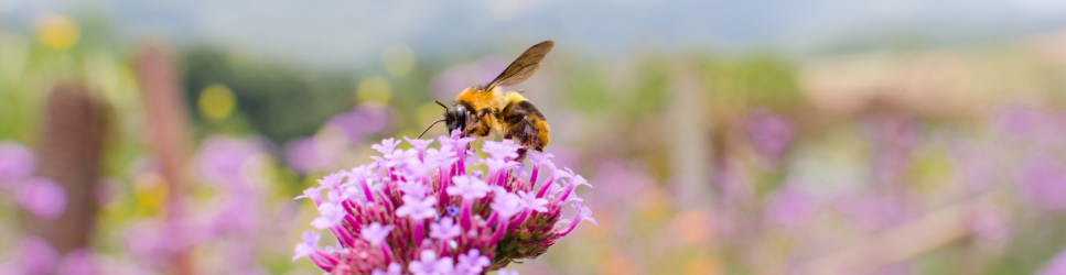 Worker bee on wildflower for article header
