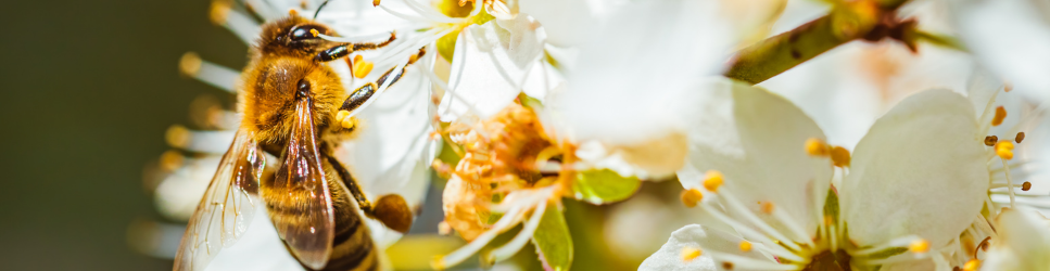 Image of a bee on wildflowers