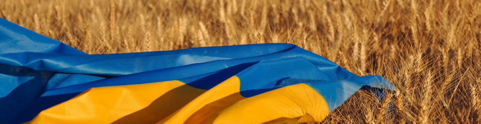 Ukraine flag on a field of wheat.
