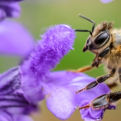 Employment Law Update - Bee on Autumn Flower