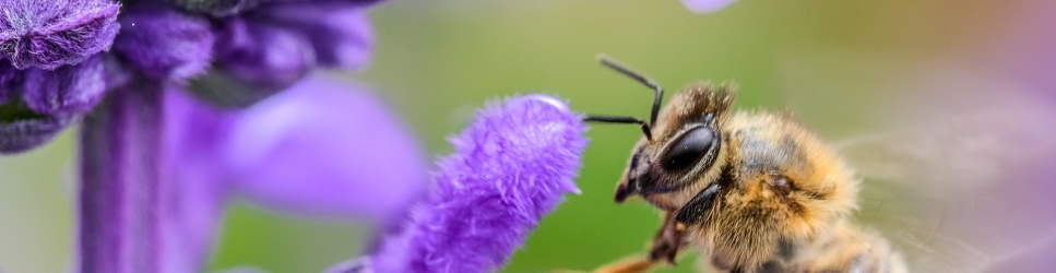 Employment Law Update - Bee on Autumn Flower