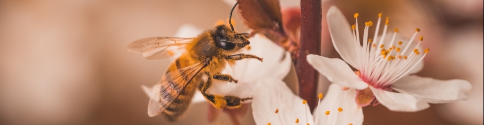 Bees Employment Newsletter
