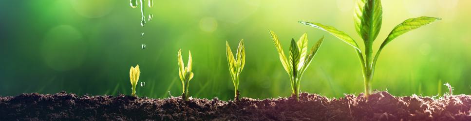 Growing Plants - Early Stage Business Header Image