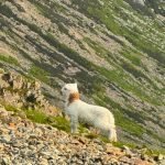 Sheep on Snowdon