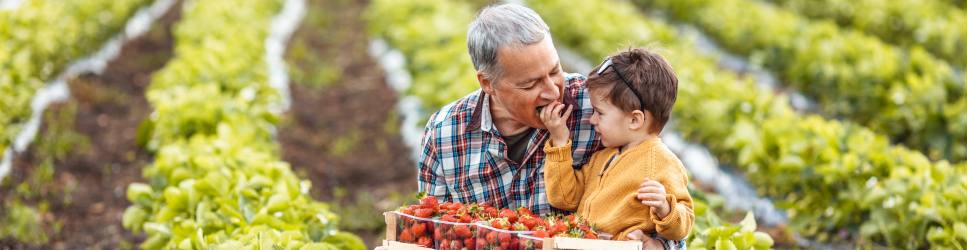 Divorce and Farm image of Farther with Son picking fruit