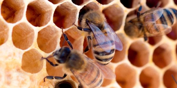Bee meggyn pomerleau hAYy2mFLjS8 unsplash (1)