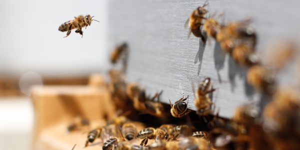Bees damien tupinier OFEvgVfr6iU unsplash