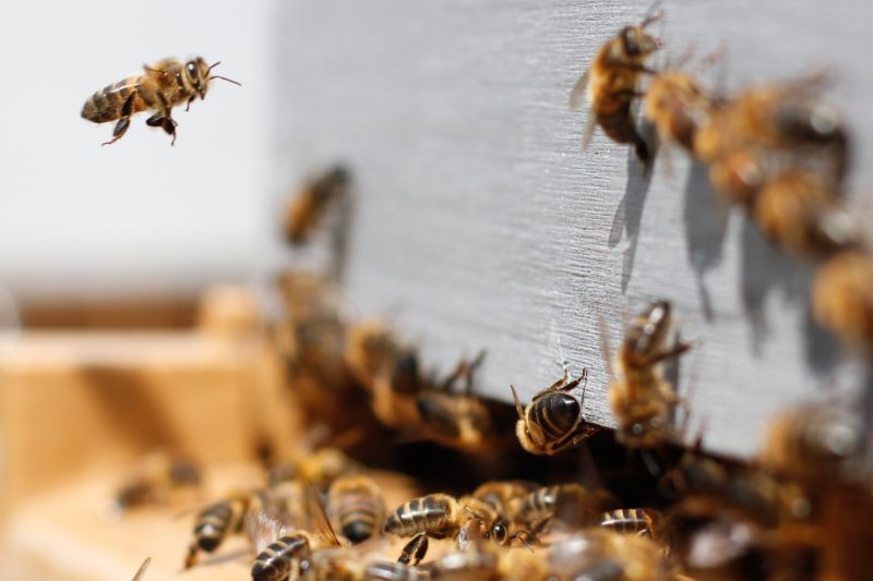 Bees damien tupinier OFEvgVfr6iU unsplash