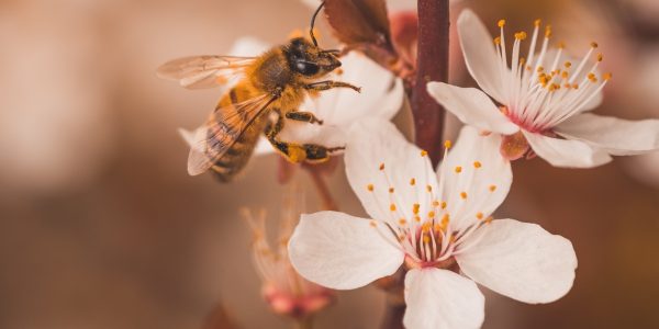 Bees holmes wdz dez94RQ unsplash