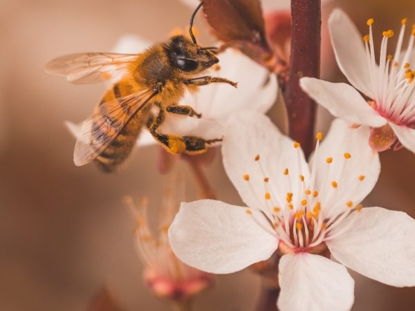Spring Employment Law Update