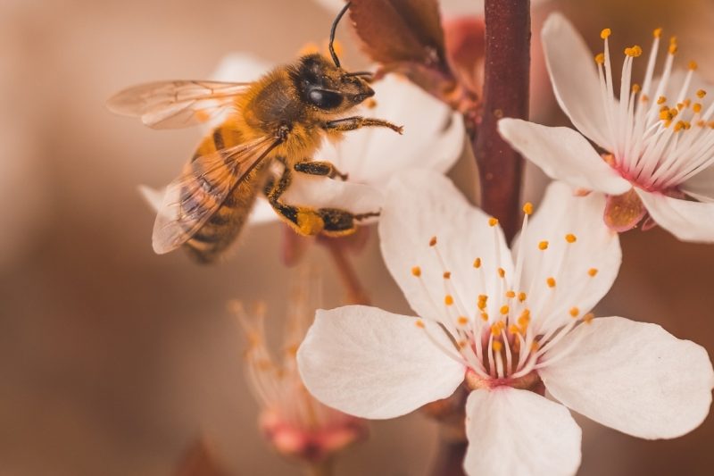 Bees holmes wdz dez94RQ unsplash