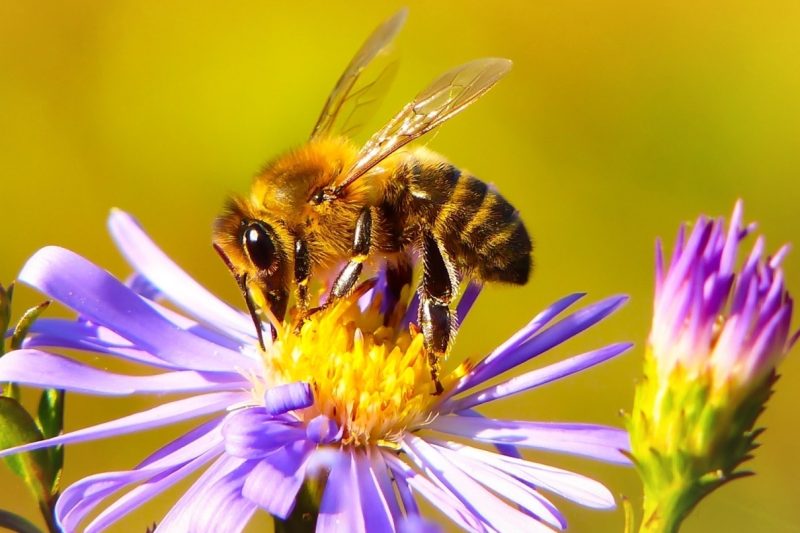 Bees spring krzysztof niewolny c3RWaj8L3M8 unsplash