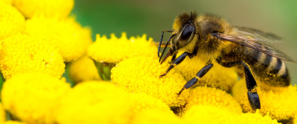 Employment Update Bee Blog Header Image 2025 04 11T151731.989