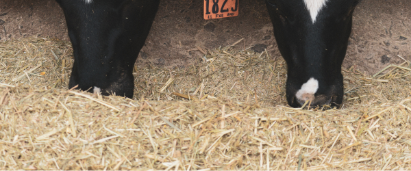 Animal nutrition Blog Header Image (27)