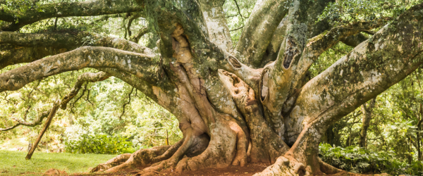 Client Branching out article Header Image (29)
