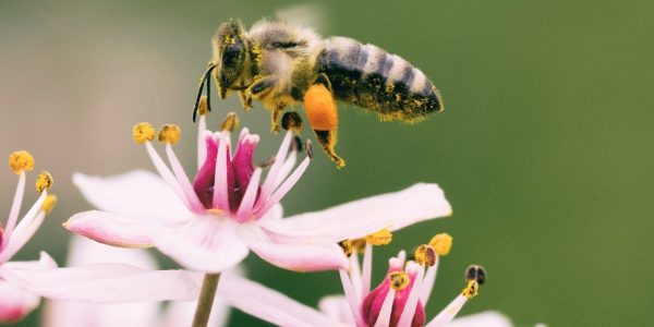 bees aaron burden 6csuZQ9oZcI unsplash