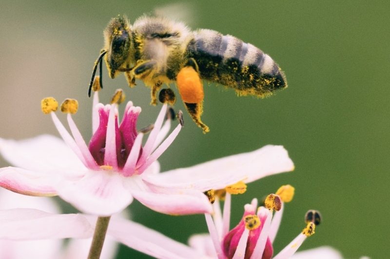 bees aaron burden 6csuZQ9oZcI unsplash
