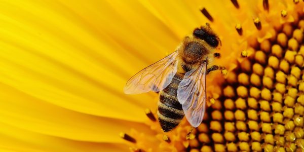 bees alexas fotos 78Zt X5VcmU unsplash