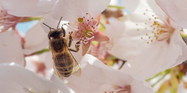 bees dennis klicker 8P 1ellDxcM unsplash
