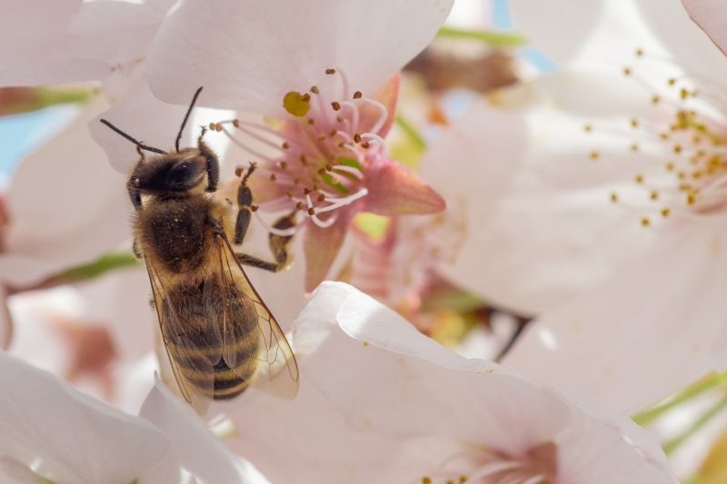 bees dennis klicker 8P 1ellDxcM unsplash