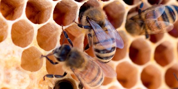 bees meggyn pomerleau hAYy2mFLjS8 unsplash