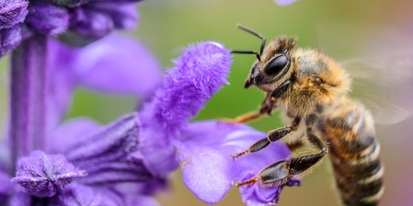 bees roberto lopez ySqu4QK37rQ unsplash