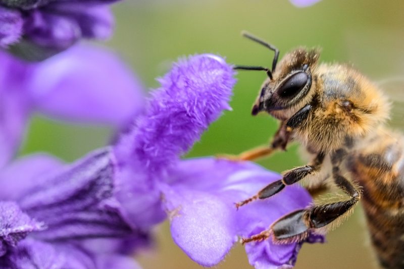 bees roberto lopez ySqu4QK37rQ unsplash
