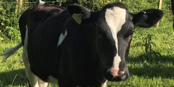 cow