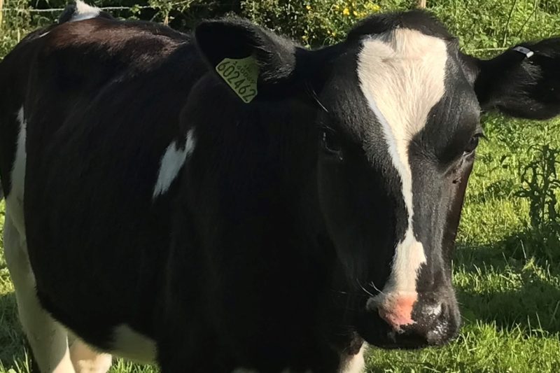 cow